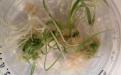 Zregenerowane roślin pszenicy jarej w kulturach in vitro